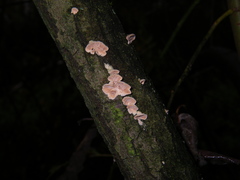 Steccherinum bourdotii