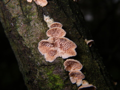 Steccherinum bourdotii