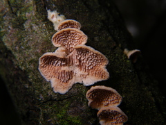 Steccherinum bourdotii