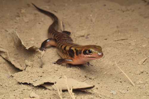 Sphenomorphus jobiensis observed 2025-11-21