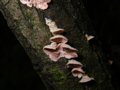 Steccherinum bourdotii