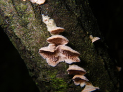 Steccherinum bourdotii