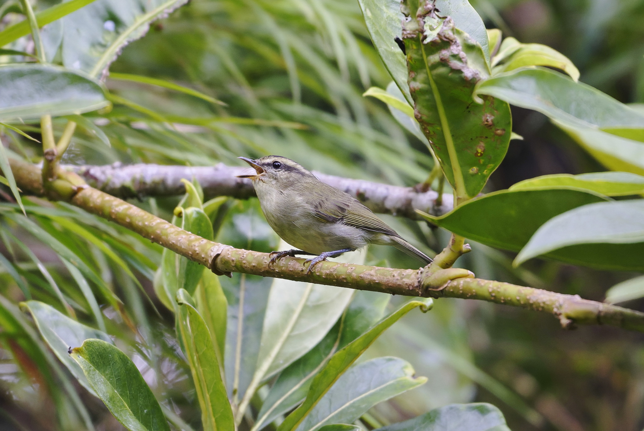 Mountain Leaf Warbler