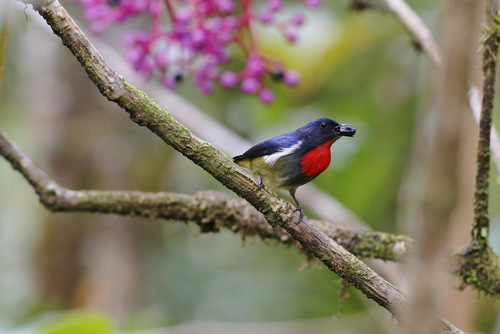 Black-sided Flowerpecker (Dicaeum monticolum), photo 5