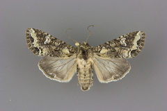 Mamestra configurata