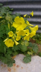 Oxalis pes-caprae