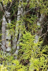 Lepidothamnus intermedius