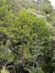 Lepidothamnus intermedius