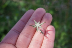 Lyrocarpa