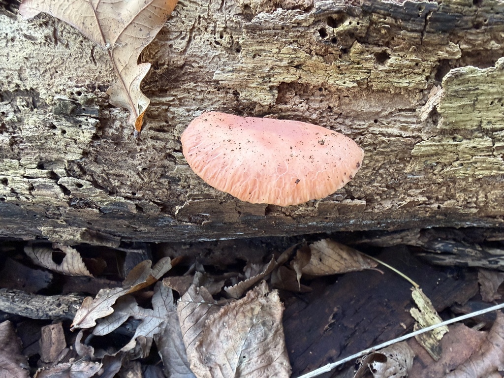 Rhodotus palmatus · December 2025 · photo: © wildhamandpetersham (iNaturalist, cc-by)