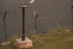 Himantopus himantopus