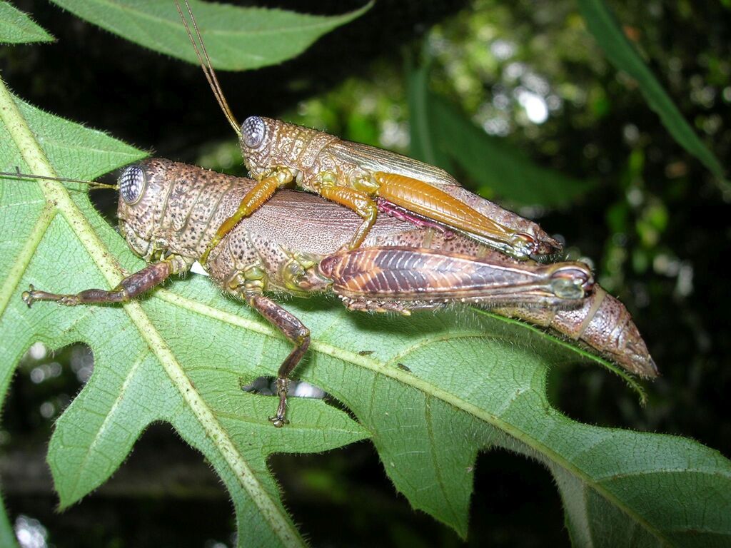Perakia borneensis