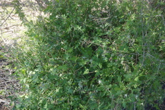 Lyrocarpa