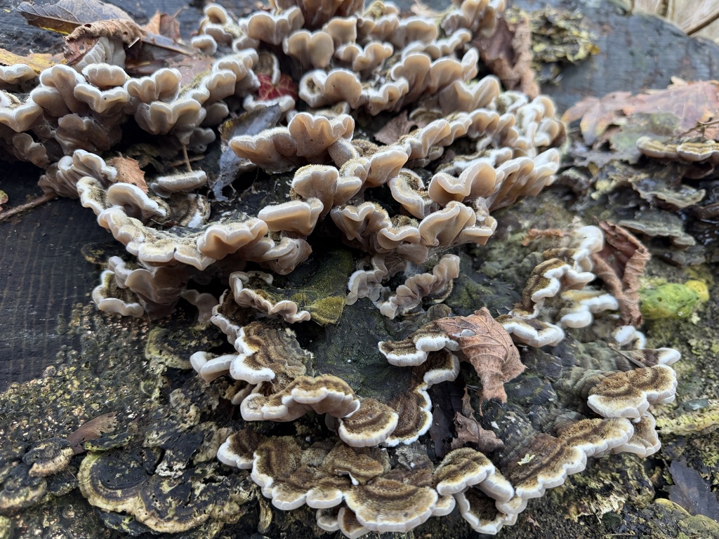 Auricularia mesenterica · December 2025 · photo: © wildhamandpetersham (iNaturalist, cc-by)