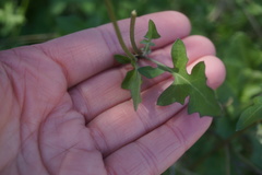 Lyrocarpa