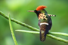 Tufted Coquette photo 5