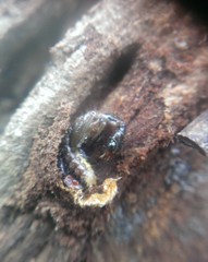 Raphidiidae