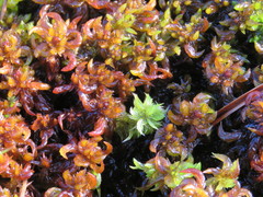 Sphagnum denticulatum