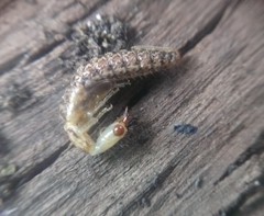 Raphidiidae