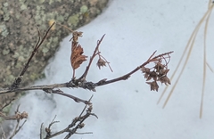 Physocarpus monogynus