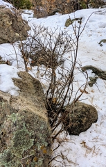 Physocarpus monogynus