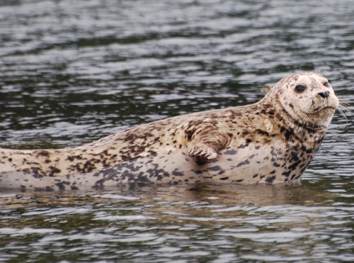 Harbor Seal, photo 7 of 9