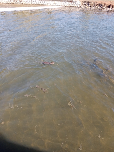 Coypu