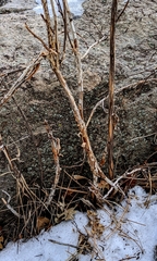 Physocarpus monogynus