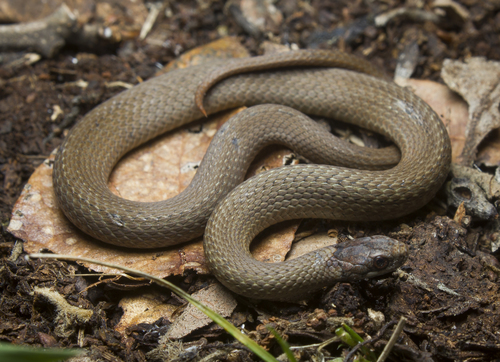 Red-bellied Snake, photo 7 of 7