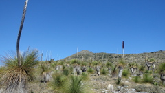 Dasylirion quadrangulatum