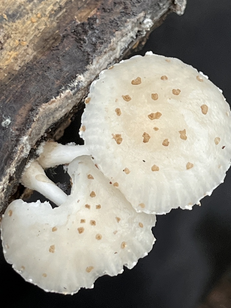 Oudemansiella cubensis · December 2025 · photo: © mariobarroso (iNaturalist, cc-by)