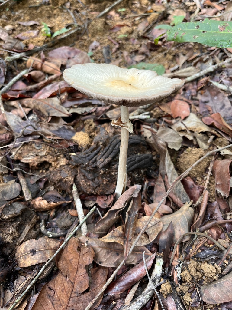 Agrocybe rivulosa · December 2025 · photo: © mariobarroso (iNaturalist, cc-by)