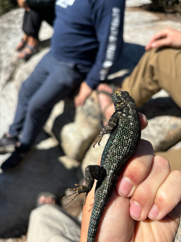 iNaturalist observation photo of Western Fence Lizard