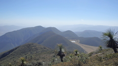 Dasylirion miquihuanense