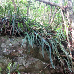 Pyrrosia longifolia
