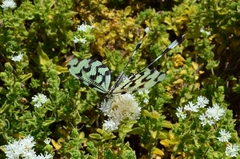 Nemoptera sinuata