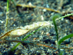 Acentronura breviperula