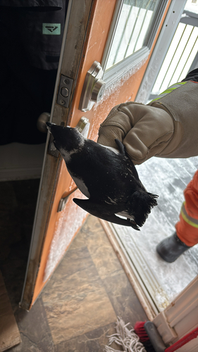 Dovekie
