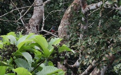 Trogon melanurus