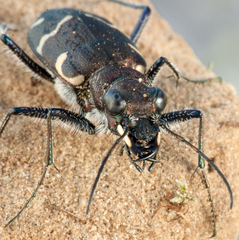 Cicindela sylvatica