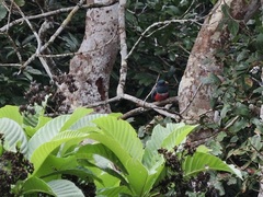 Trogon melanurus