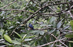 Euphonia rufiventris