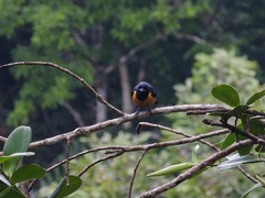 Euphonia rufiventris