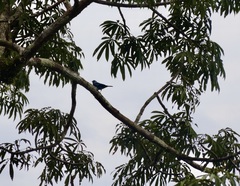 Stilpnia nigrocincta