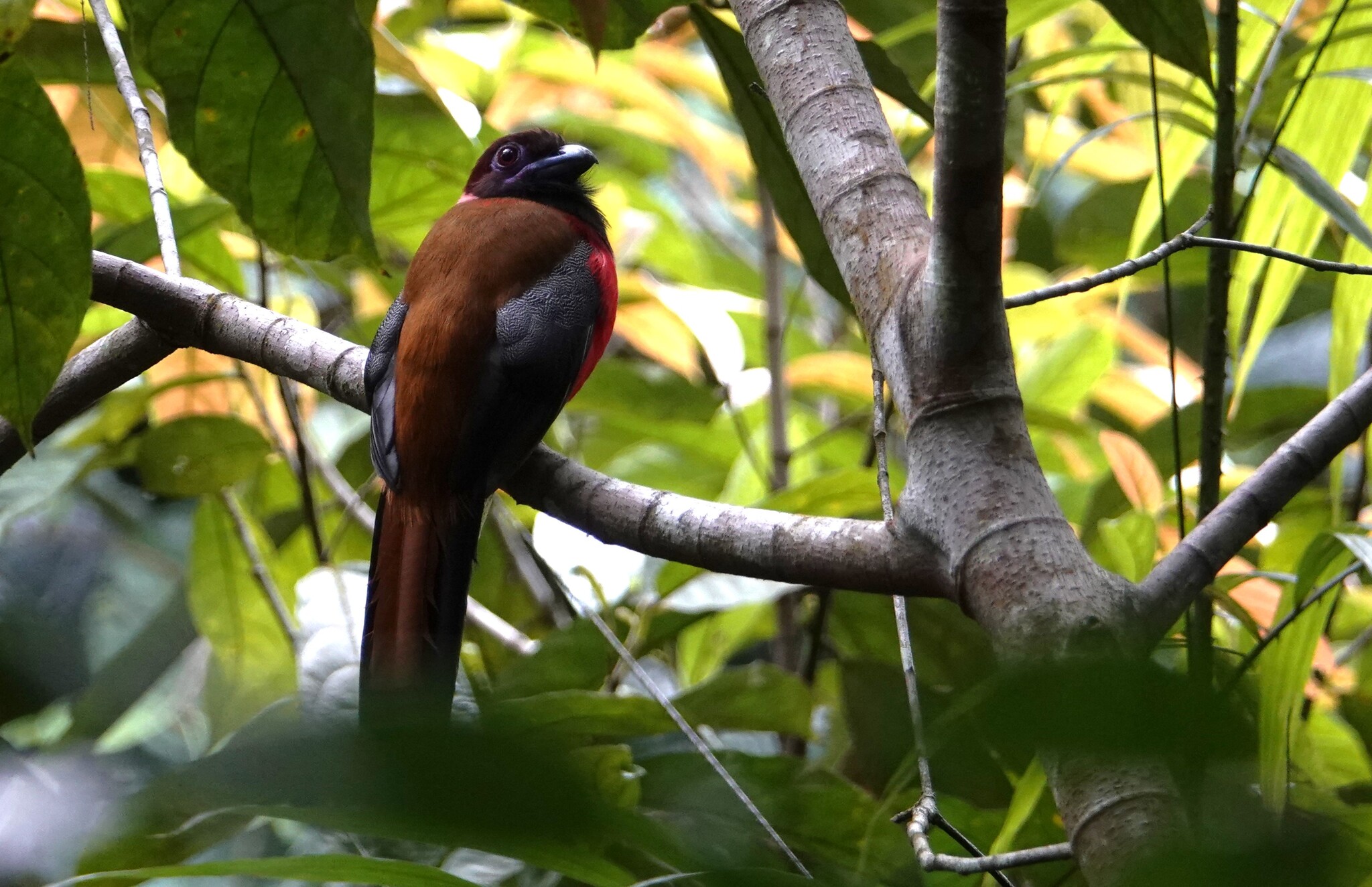 Diard's Trogon (Harpactes diardii), photo 9