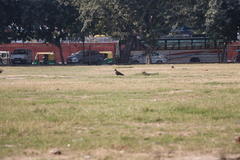 Milvus migrans