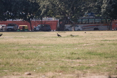 Milvus migrans