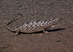 Polychrus acutirostris