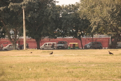 Milvus migrans