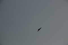 Milvus migrans